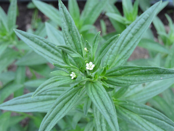 Purple Gromwell (Murasaki)