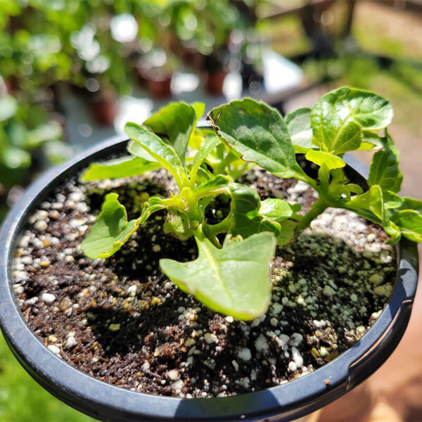 Spilanthes (Toothache Plant) - Image 4