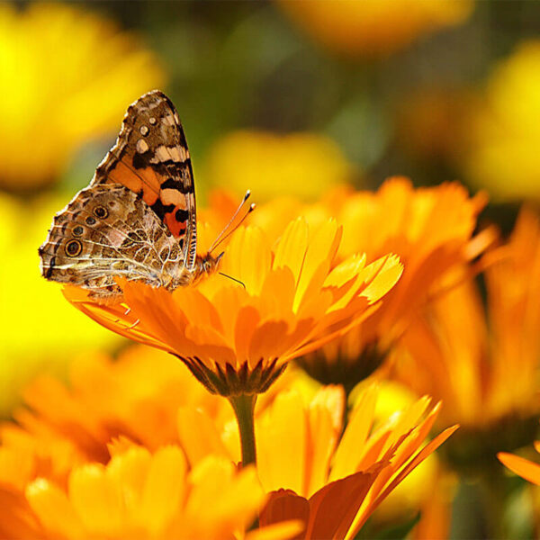 Calendula (Pot Marigold)