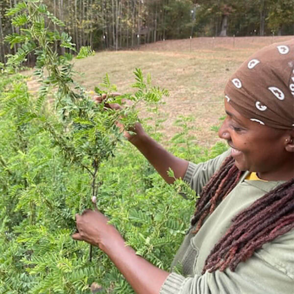 West African Indigo Seed Pack - Image 2