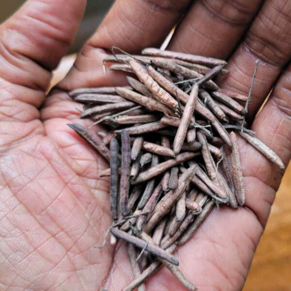 West African Indigo Seed Pack