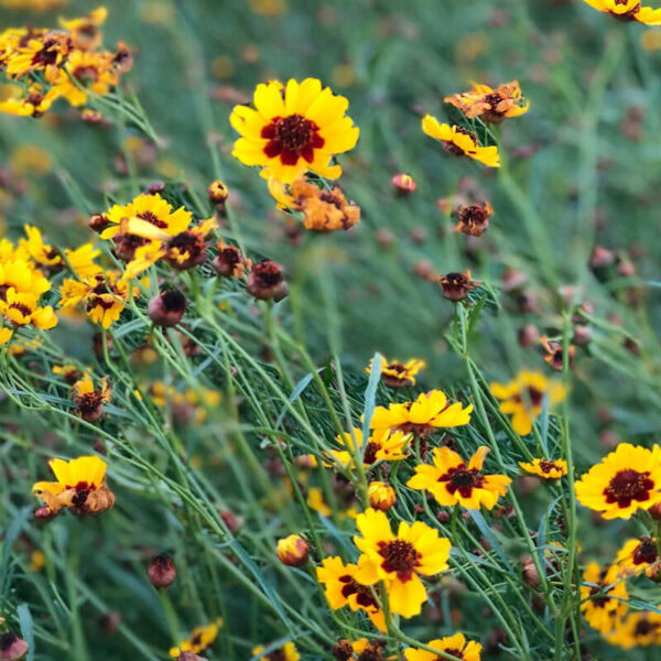 Dyer's Coreopsis