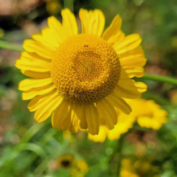 Dyer's Chamomile