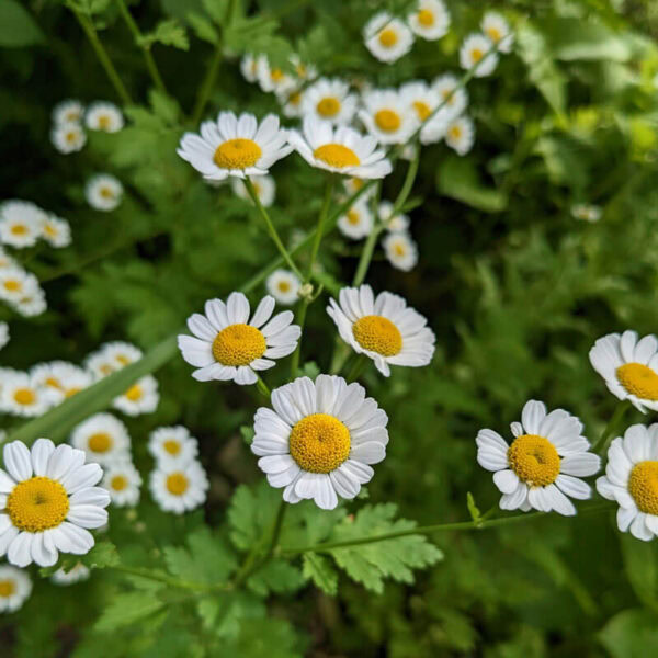 Feverfew