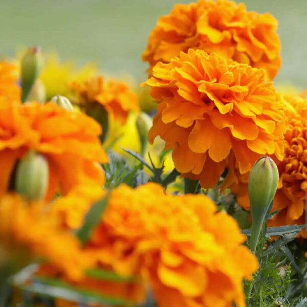 Marigold