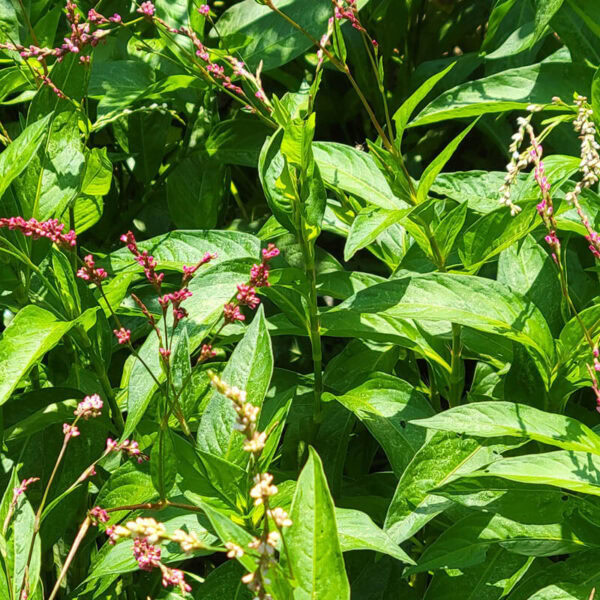 Japanese Indigo - Persicaria