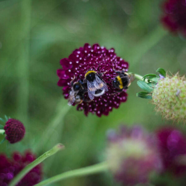 Black Scabiosa