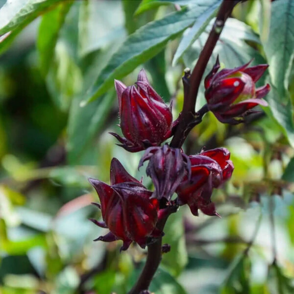 Hibiscus, (Roselle)