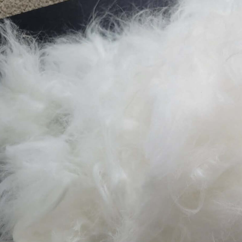 French Angora Blue