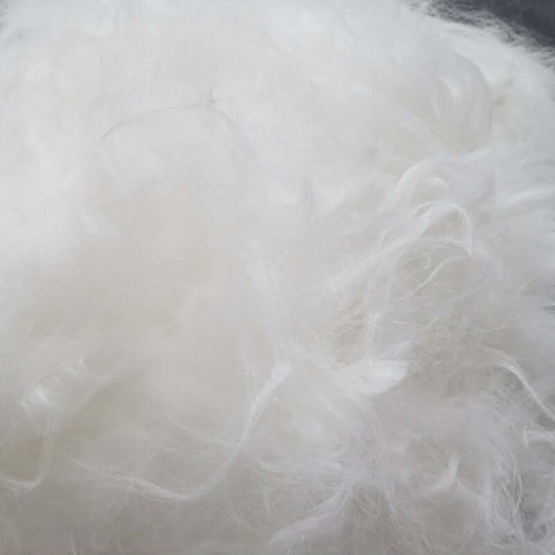 French Angora Blue