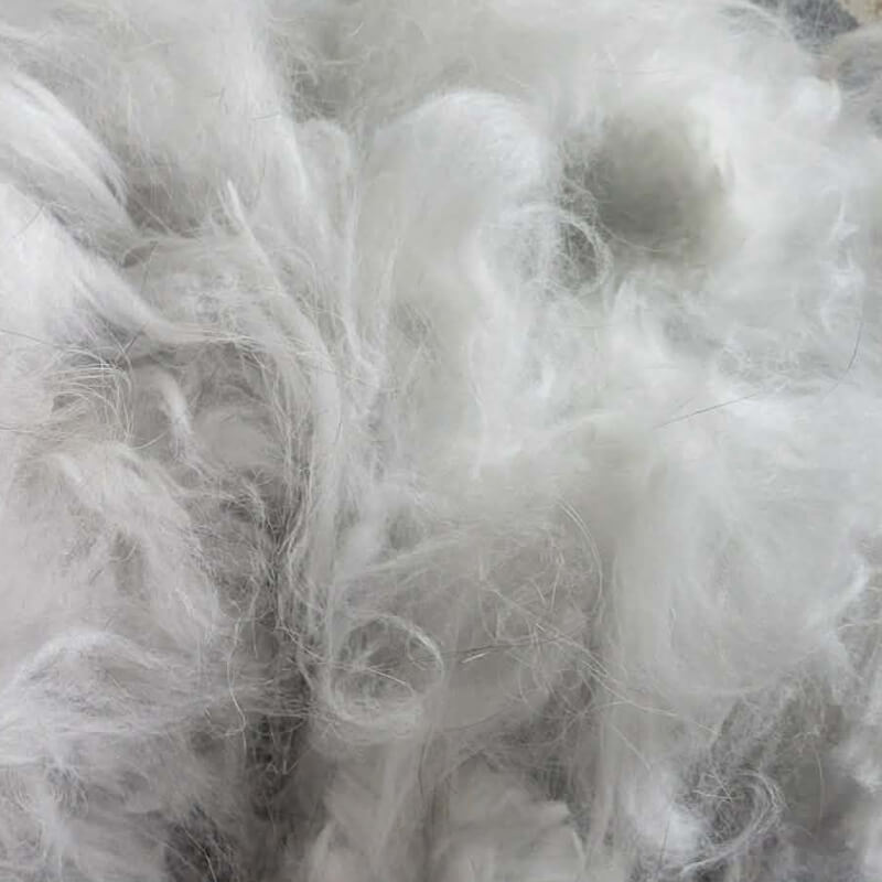 French Angora Blue
