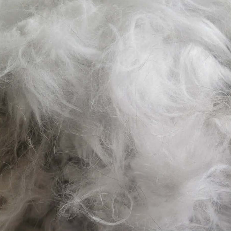 French Angora Blue