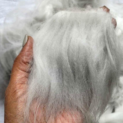 French Angora Chestnut Agouti