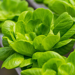 fresh-produce-thumbnail