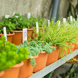 greenhouse-thumbnail