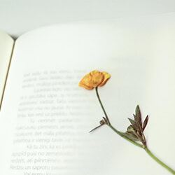 pressed flower in book