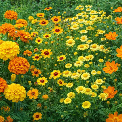 Sun Gold Box – 14 plants