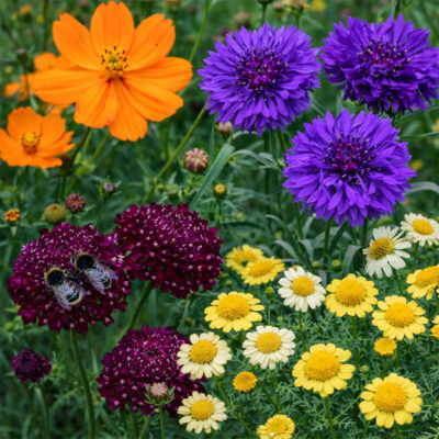 Garden bed with dye flowers